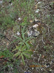 Bombycilaena discolor