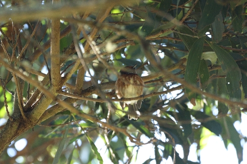 Chasiempis sandwichensis observed 2026-10-11