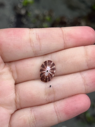 Fissurella limbata observed 2026-10-12