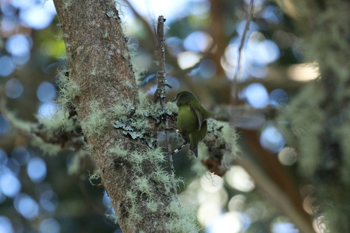 Loxops mana observed 2026-10-11