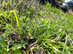 Carex tumulicola