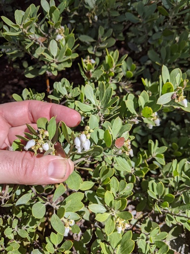 pinemat manzanita (Arctostaphylos nevadensis)