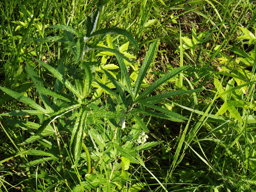 Filipendula angustiloba