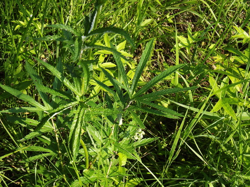 Filipendula angustiloba
