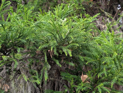 Cryptomeria, 2026-10-11