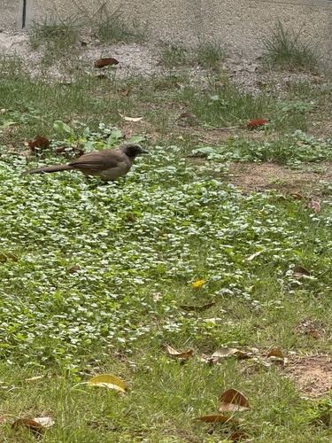 Masked Laughingthrush
