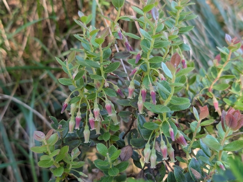 Vaccinium reticulatum observed 2026-10-11