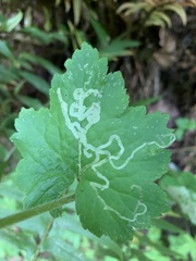 Phytomyza tiarellae