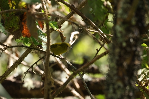 Chlorodrepanis virens observed 2026-10-11