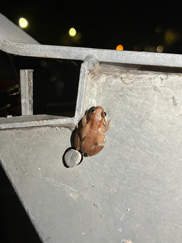 Ruddy Tree Frog