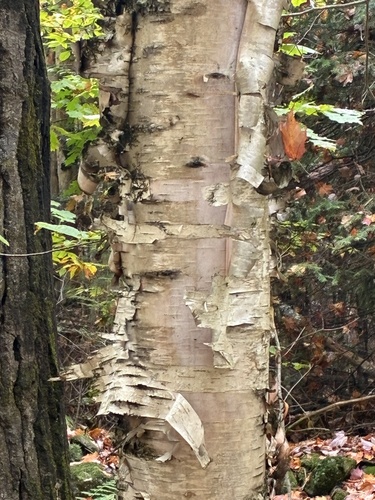 yellow birch