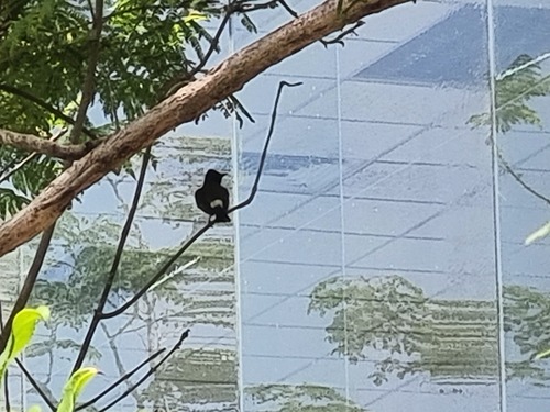 Red-vented Bulbul