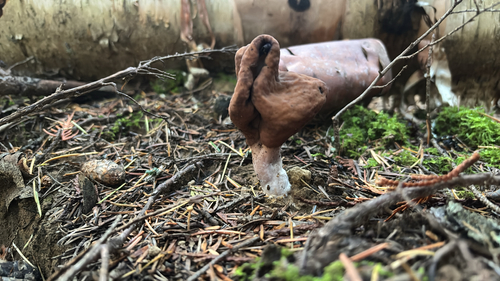 Saddle-shaped False Morel
