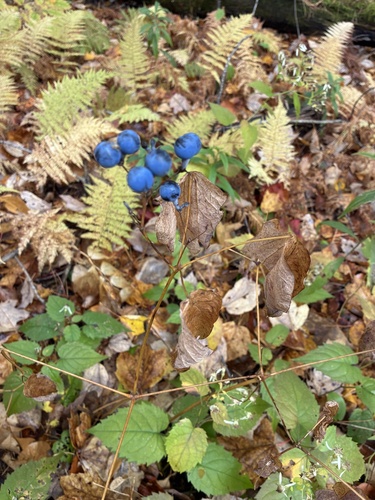 blue cohosh