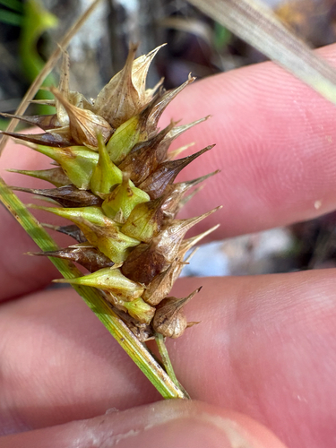 Carex observed 2026-10-12