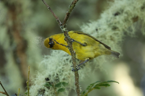 Hemignathus wilsoni observed 2026-10-11