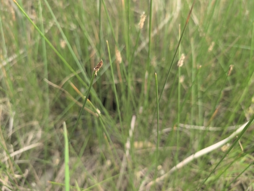 Sharp Spike Sedge