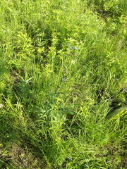 Filipendula angustiloba