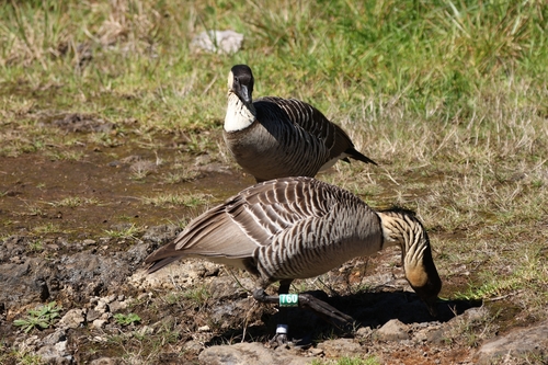 Branta sandvicensis observed 2026-10-11
