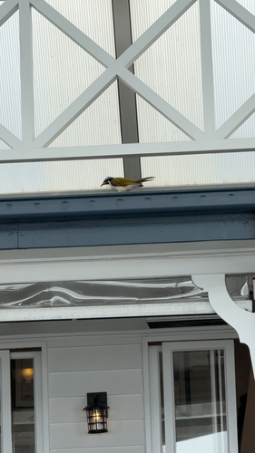 Blue-faced Honeyeater