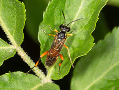 Macrophya rufipes