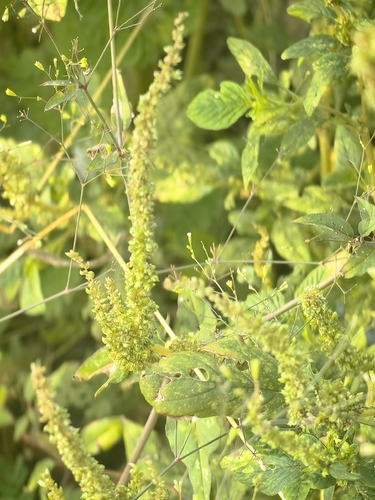 Amaranthus spinosus observed 2026-10-12