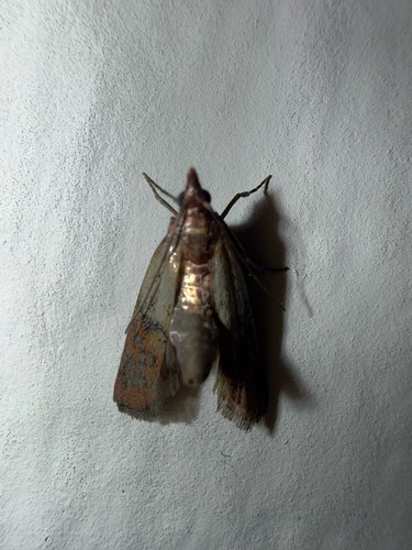 Indian-Meal Moth