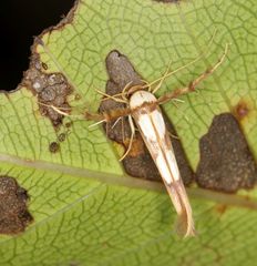 Stathmopoda crassella