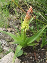 Kniphofia thodei