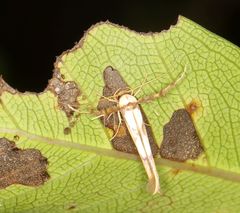 Stathmopoda crassella
