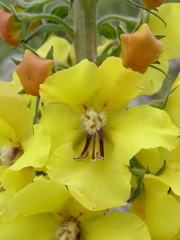 Verbascum spectabile