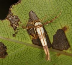 Stathmopoda crassella