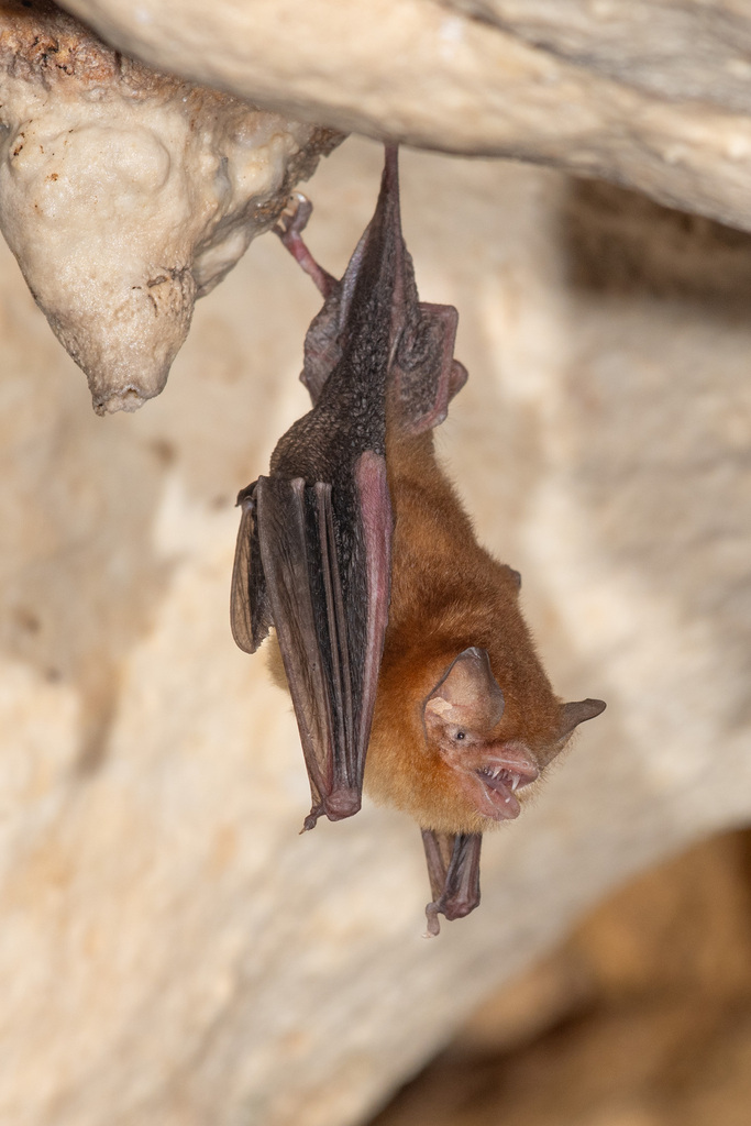 Hispaniolan Greater Funnel-eared Bat