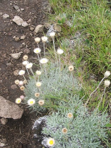 Helichrysum argentissimum image
