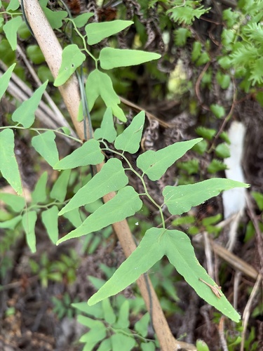 Climbing Maidenhair