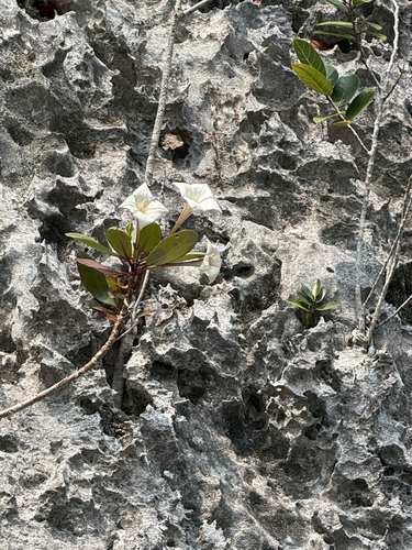Bikkia tetrandra observed 2026-10-13