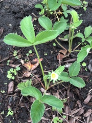 Fragaria × ananassa