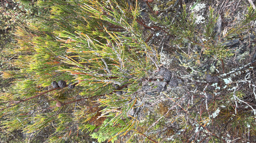 Allocasuarina nana observed 2026-10-13