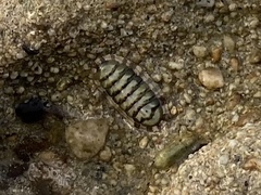 Chiton