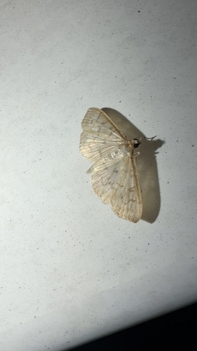 Herpetogramma theseusalis