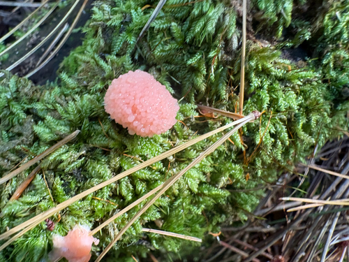 Red Raspberry Slime Mold