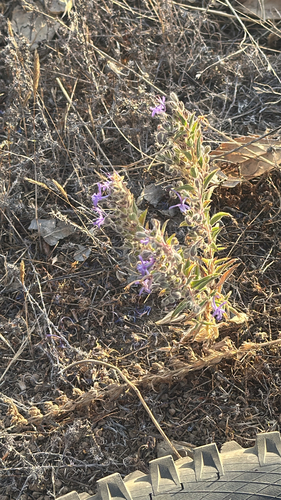Vinegar Weed