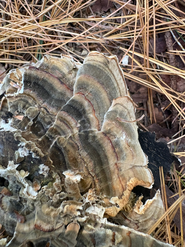 turkey-tail