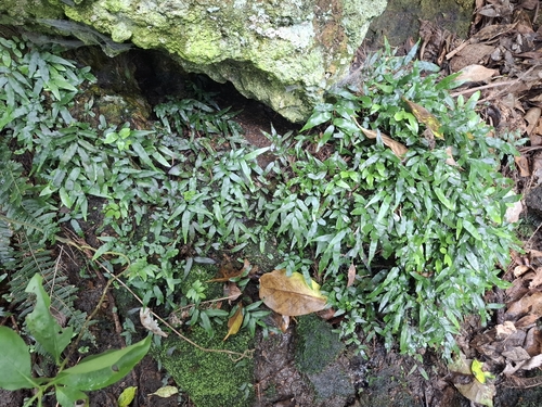 Arthropteris tenella observed 2026-10-13