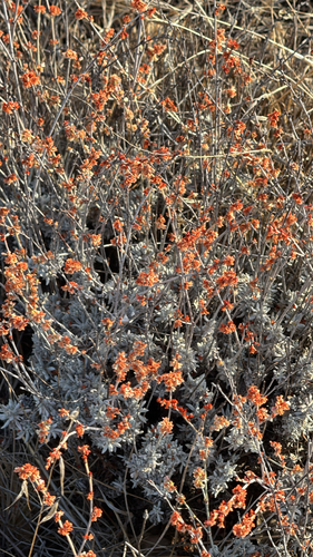 Wright's buckwheat