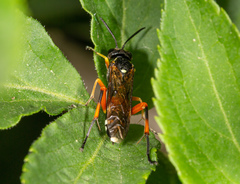 Macrophya rufipes