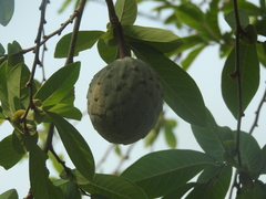 Annona macroprophyllata