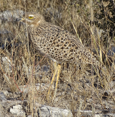 Burhinus capensis damarensis