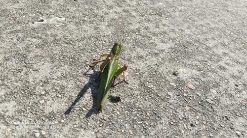 Large Green Grasshopper
