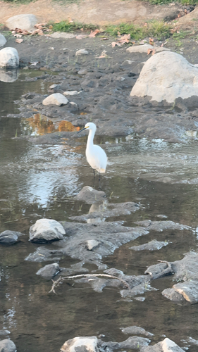 Snowy Egret